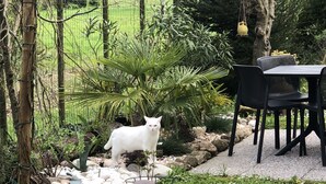 A white cat standing on a garden path surrounded by rocks and plants. - Family Room for 3-4 pers (Dese)