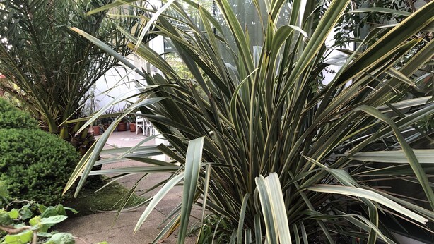 A garden with various plants and a pathway. - Family Room for 3-4 pers (Dese)