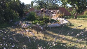 A garden with various plants and rocks. - New Ad - Charming quiet house, air conditioning, shared pool (Châteaurenard)