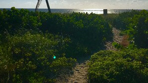 Un sendero en la playa con una palmera y vista al océano.