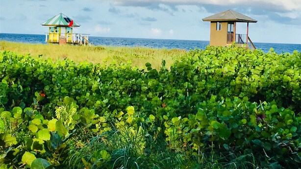 Una playa con dos construcciones pequeñas, una con techo a rayas y otra con techo sencillo, rodeada de vegetación exuberante y el océano al fondo.