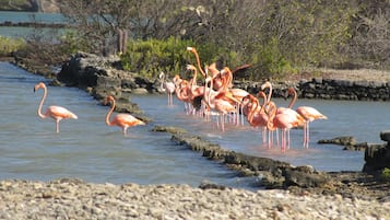 Una spiaggia nelle vicinanze, lettini da mare, teli da spiaggia