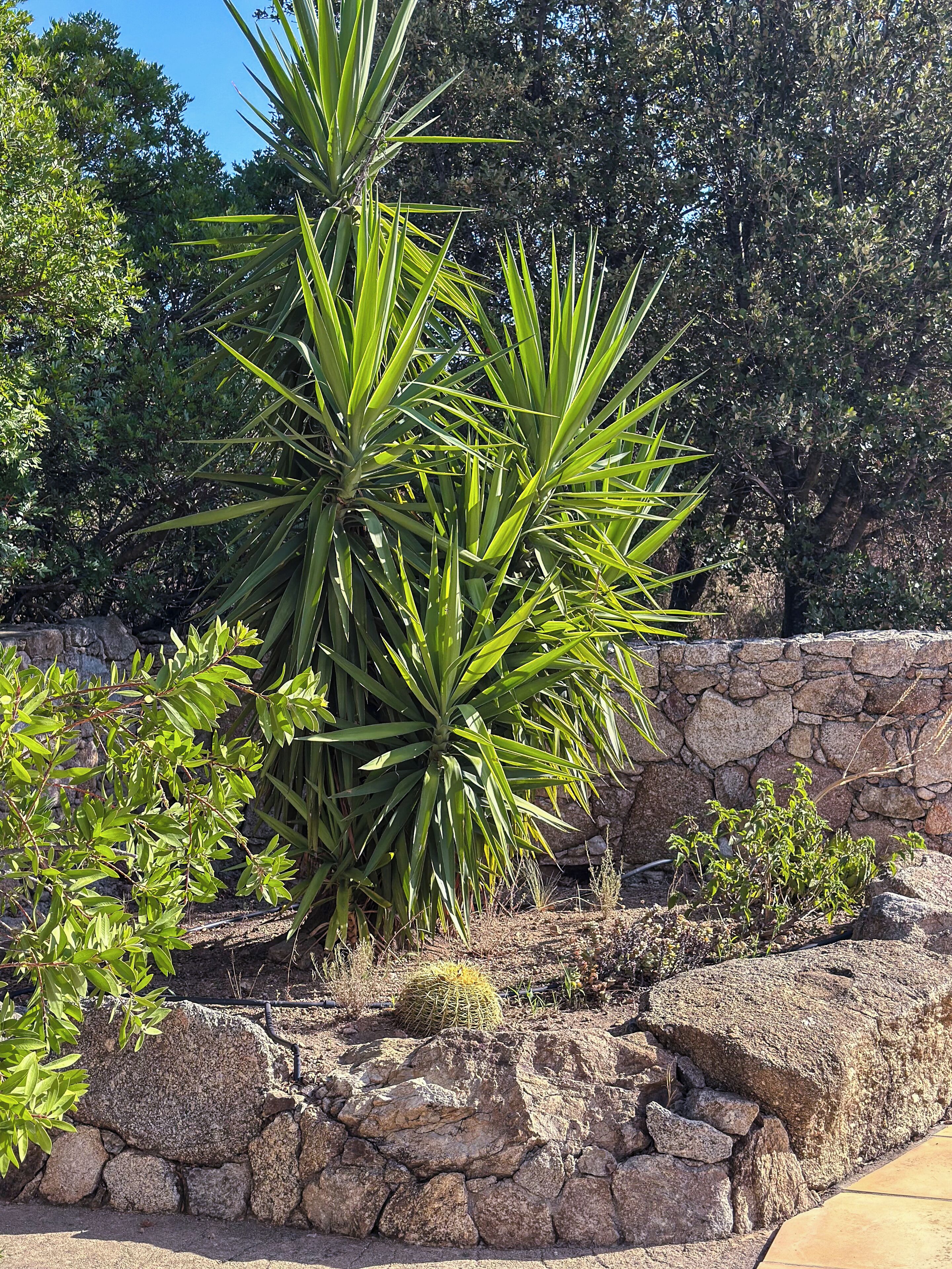 Un jardin où l’on trouve une grande variété de plantes, dont un agave particulièrement imposant, le tout mis en valeur par un mur de pierres.