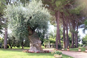 A large tree with a thick trunk and dense foliage in a well-maintained garden with a paved path and flower beds.