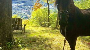 Un caballo de pie cerca de un árbol y un banco en un área con césped, con vistas a un paisaje pintoresco.