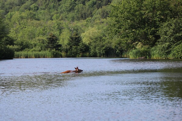 A dog swimming in a lake surrounded by dense forest.