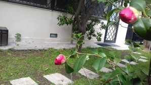 En trädgård med en gångstig, ett träd och en rosa blomma i förgrunden.