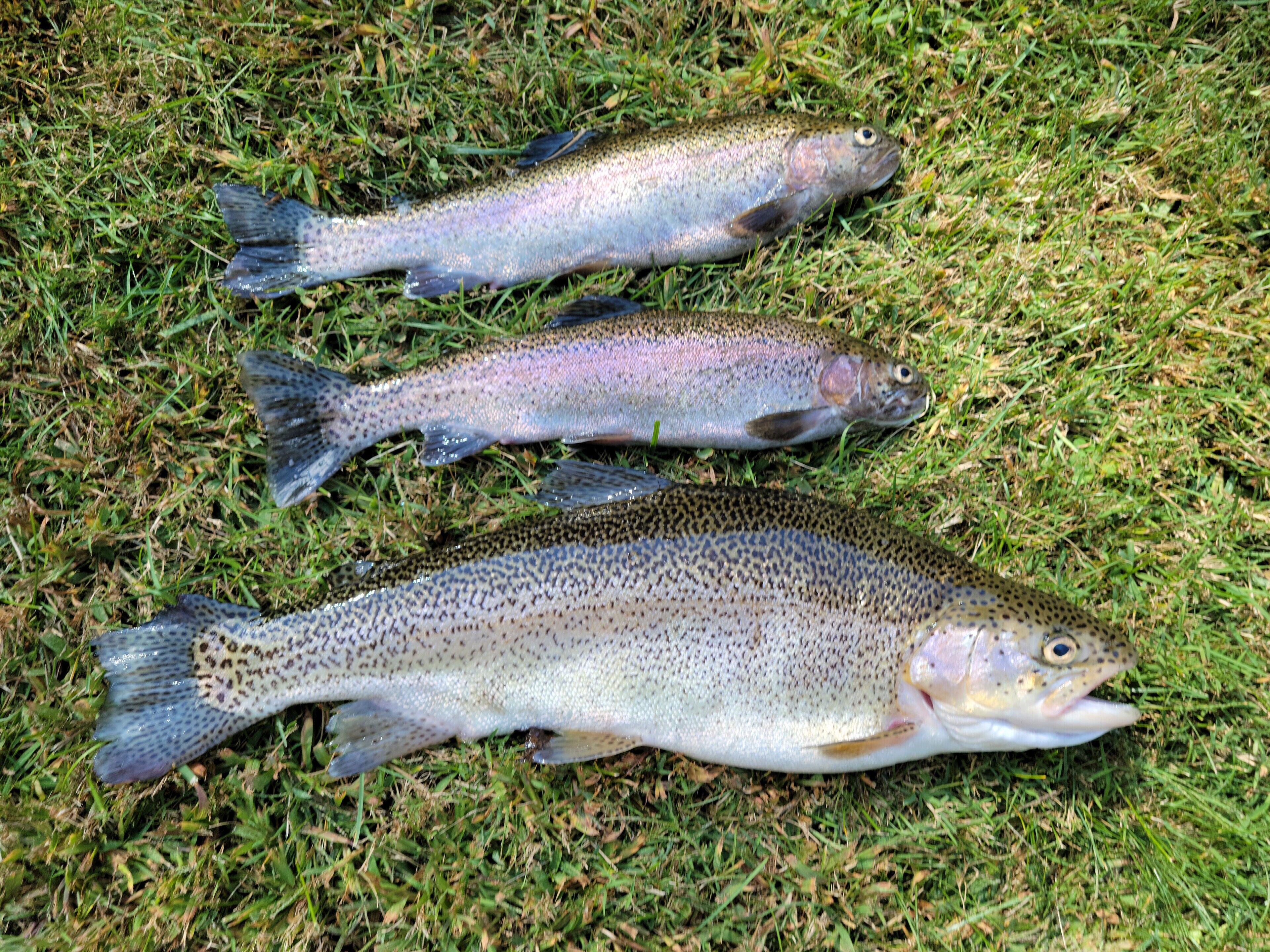 Three fish on grass.