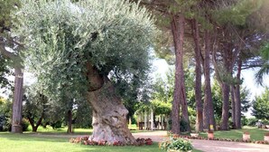 A large tree with a thick trunk and dense foliage in a well-maintained garden with a paved path and flower beds.