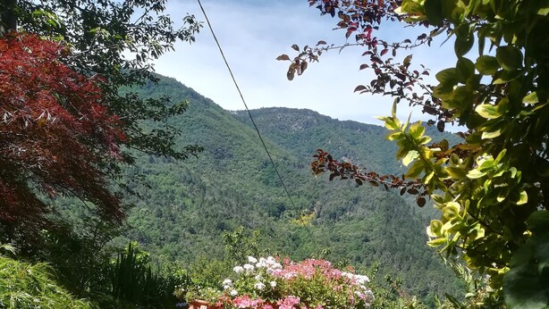 Un jardin agrémenté de plantes et de fleurs en pot, entouré d’une végétation luxuriante et dominé par un paysage montagneux.