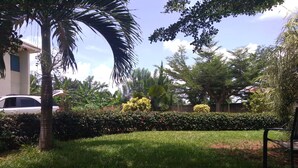 Ein gepflegter Garten mit verschiedenen Pflanzen und einer Palme.
