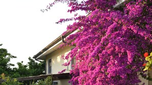 Une maison avec un jardin et un grand arbuste en fleurs.