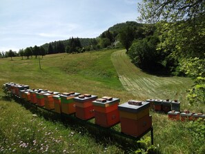 Property grounds - Little Raieda Farmhouse: the first stop on the Path of the Gods (Sasso Marconi)
