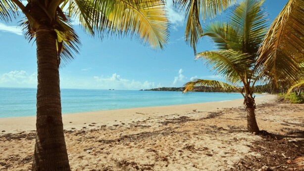A beach with palm trees and a clear view of the ocean.