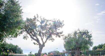 Villa Rosa Cilento entourée d'oliviers