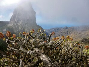 Un paysage montagneux accidenté, avec un sommet rocheux imposant et un arbre aux fleurs orangées au premier plan.