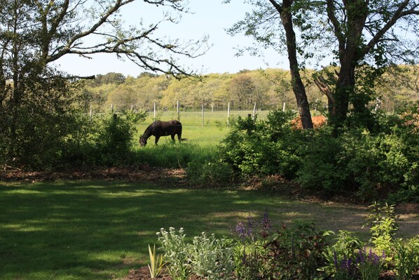 Un cheval broute dans un pré clôturé, entouré d’arbres et de végétation.