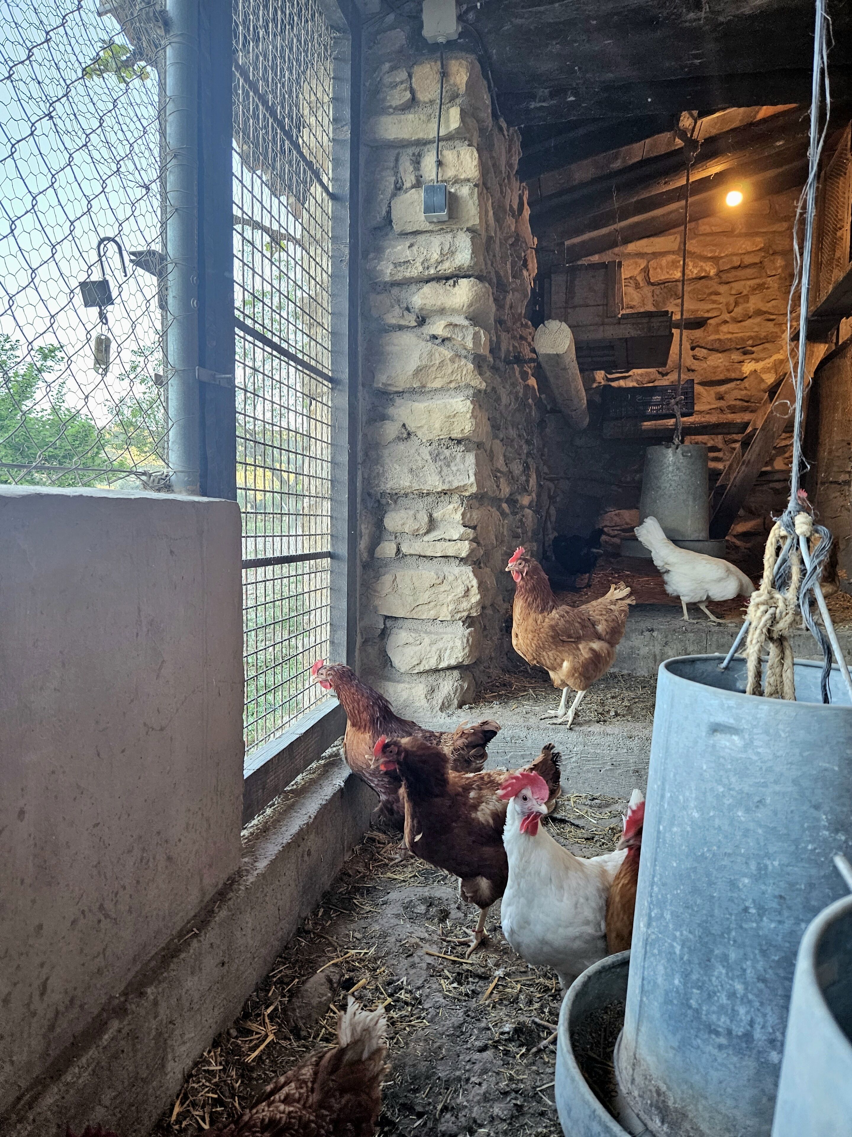 Interior rústico de un granero con paredes de piedra, una reja de metal y gallinas.