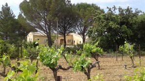 Ein Weinberg mit Reihen von Weinreben, ein Gebäude mit Ziegeldach und Bäume im Hintergrund.
