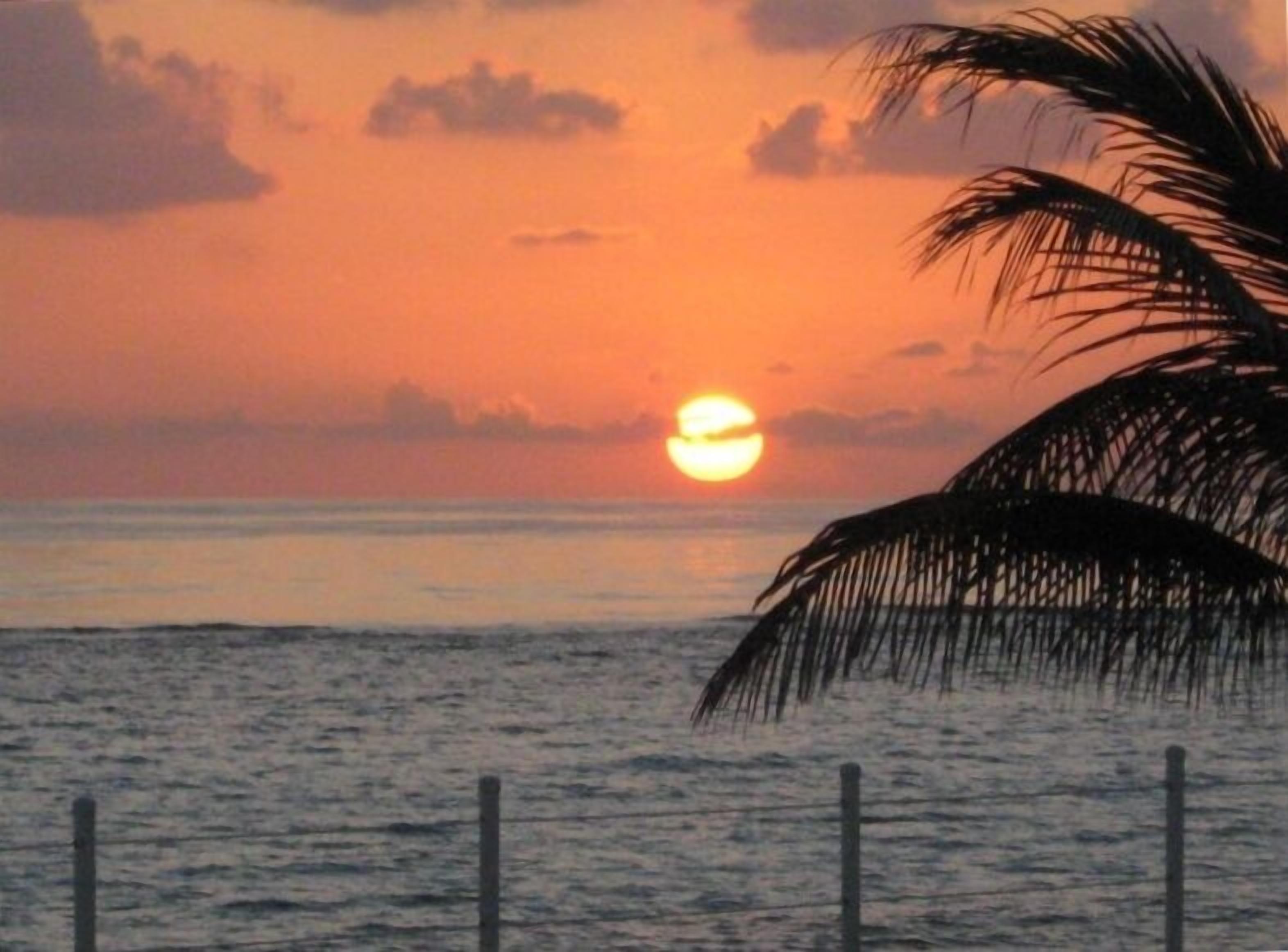 Ein Sonnenuntergang über dem Meer mit einer Silhouette einer Palme.