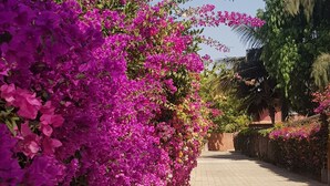 A paved pathway lined with vibrant pink bougainvillea flowers. - BEAUTIFUL VILLA WITH SWIMMING POOL, RESIDENCE "SAFARI VILLAGE" WITH PRIVATE BEACH 100M (Unknown)