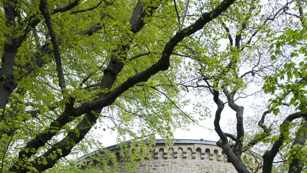 Un edificio in pietra con un portale ad arco centrale, circondato da rigogliosi alberi verdi.