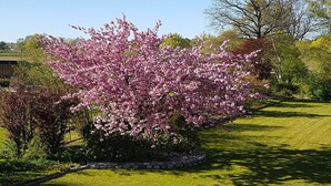 A garden with a flowering tree and a stone border. - 3 stars: Apartment on the ground floor, also suitable for wheelchair users (Hamburg)