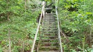 A wooden staircase surrounded by dense green foliage.