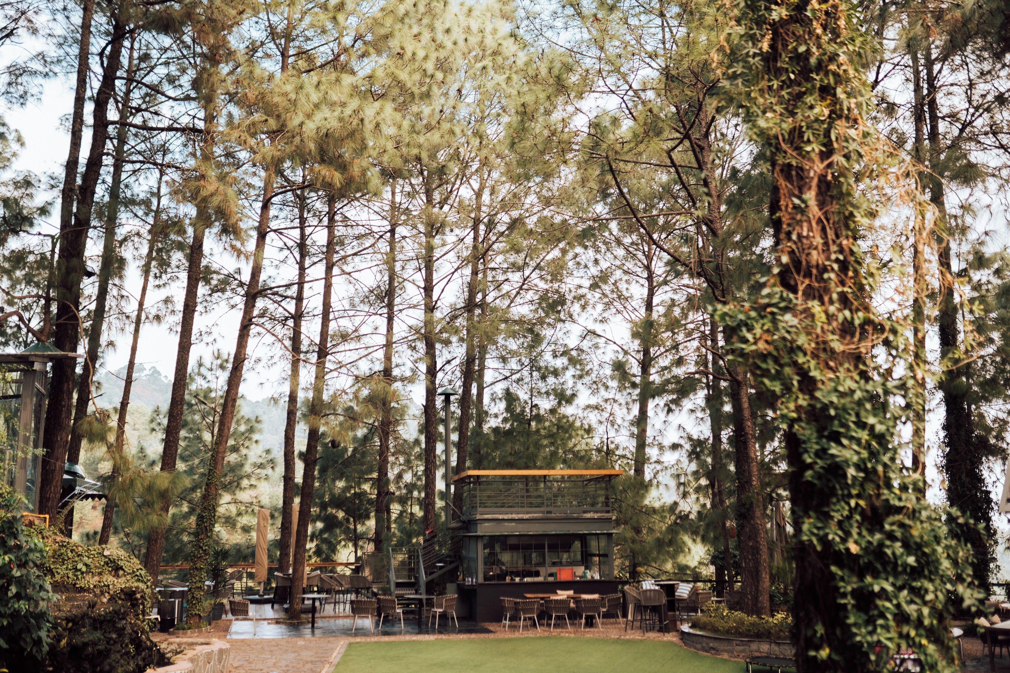 Un área de estar al aire libre rústica, con una terraza de madera rodeada de altos pinos.