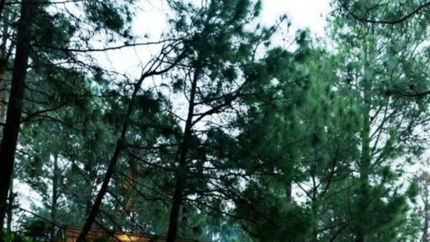 A wooden bridge leading to a building surrounded by trees. - Kasauli Hills Resort (Kasauli)