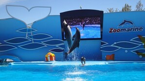 A dolphin show at a pool with a large screen displaying the event. - Marina View apartment with personal WiFi & UK TV (Unknown)