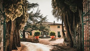 Une villa avec une allée pavée, entourée d’arbres et de plantes en pot.