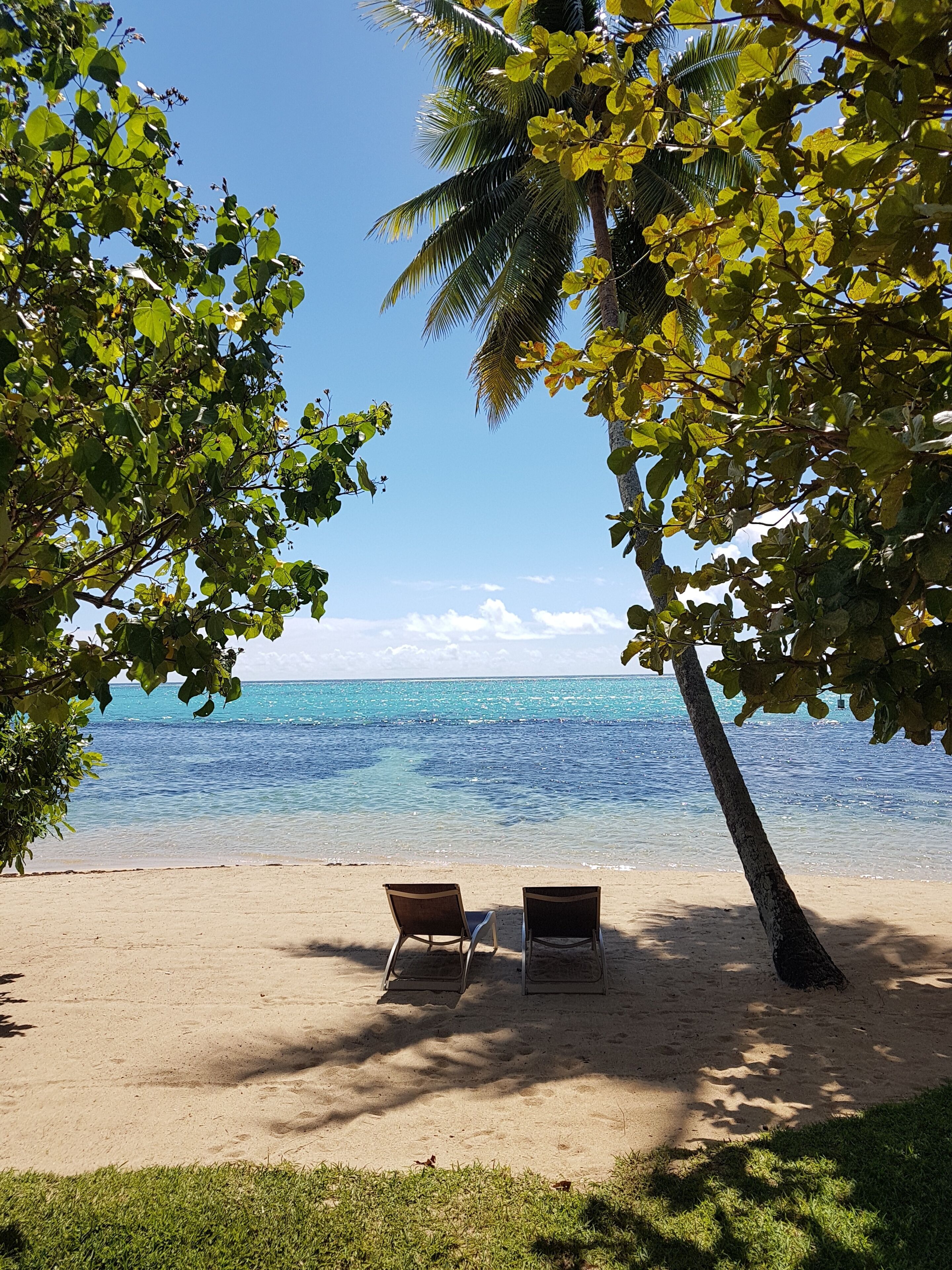 A beach with two lounge chairs and a palm tree.