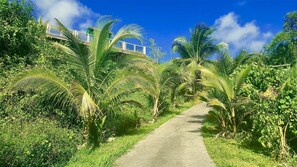 Un sentier bordé d’une végétation luxuriante et de palmiers, qui mène à un bâtiment doté d’un balcon.
