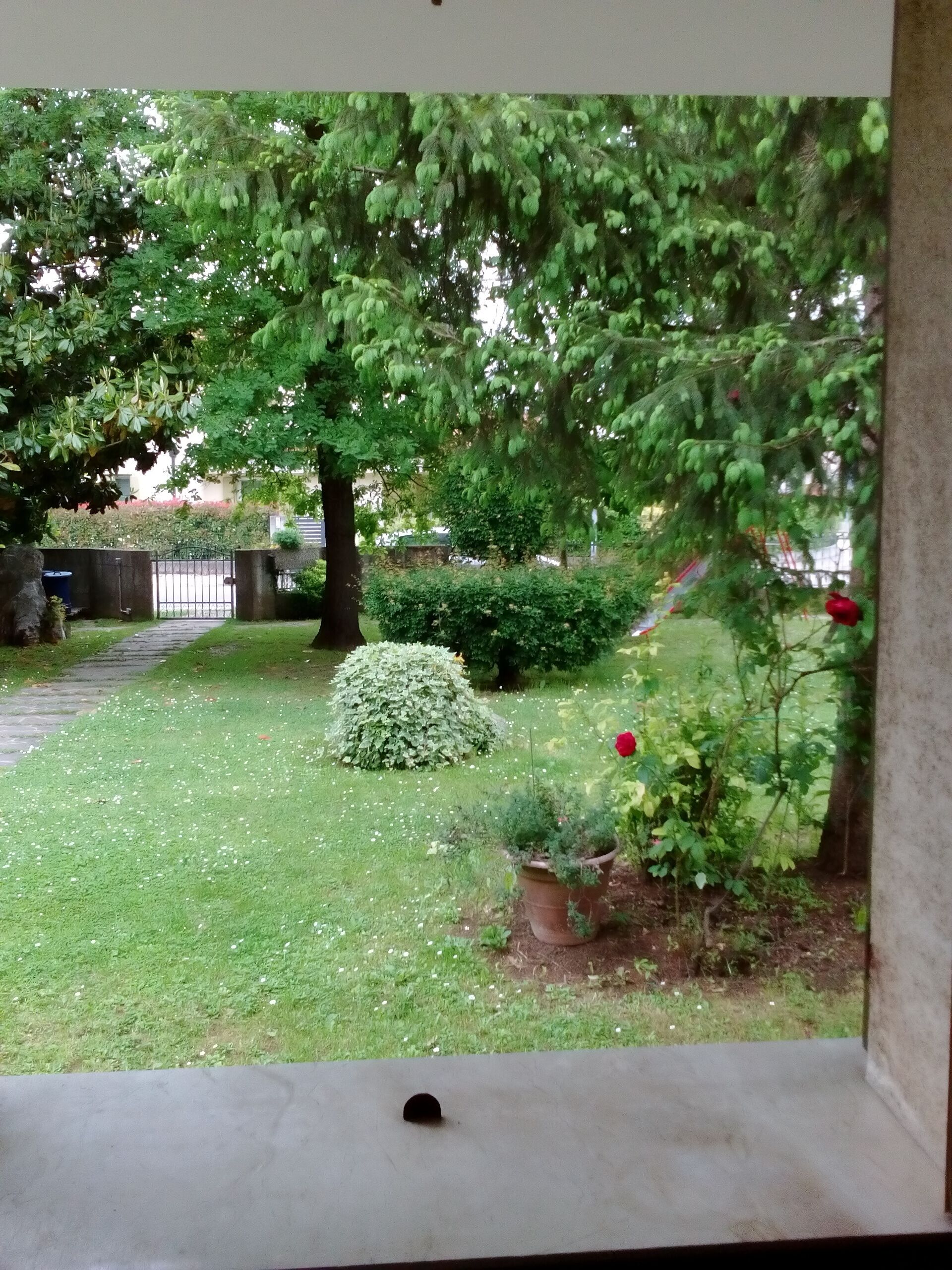 Vista di un giardino con un vialetto, un piccolo arbusto e una pianta in vaso con un fiore rosso.
