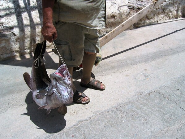 A person holding a large fish, wearing shorts and sandals, standing on a concrete surface.