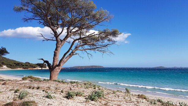 Ein Strand mit einem markanten Baum, blauem Himmel und ruhiger See.