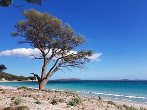 A beach with a prominent tree, clear blue sky, and calm sea.