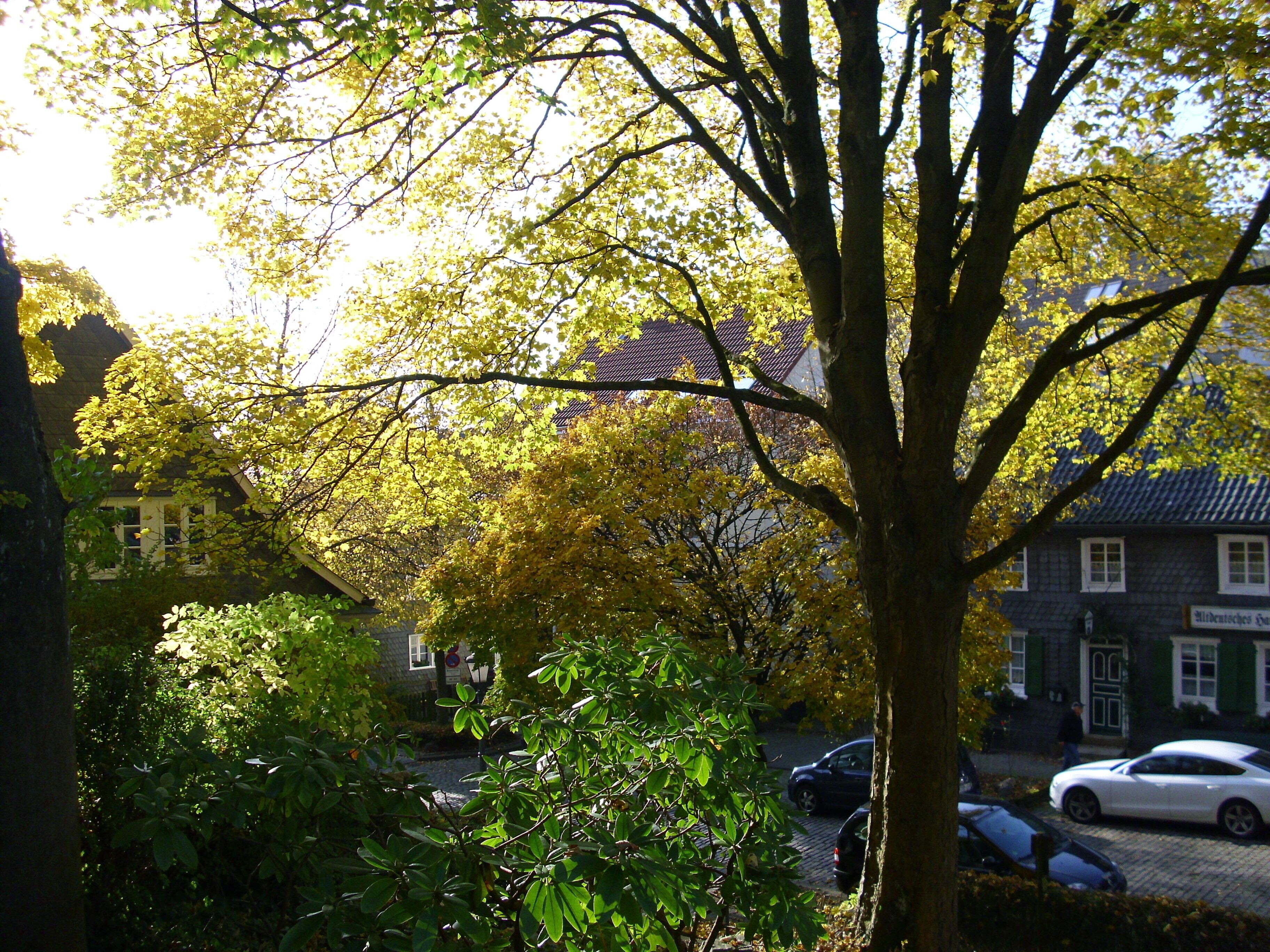 A tree-lined street with parked cars and a building with a sign that reads "Alte Wiese".