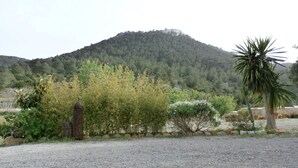 Un sendero de grava que lleva a una colina con árboles y una palmera.
