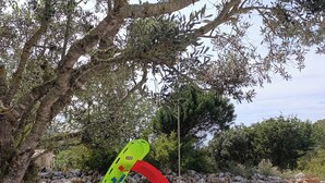 Un parque infantil con tobogán, columpios y un árbol.