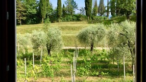 A view through a window of a vineyard with rows of grapevines, tall cypress trees, and a clear blue sky. - Cozy Apartment for Two on the Hills of Lake Garda (Toscolano Maderno)