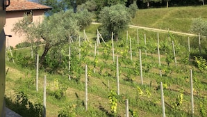 A vineyard with rows of grapevines, a building with a tiled roof, and a clear blue sky with distant mountains. - Cozy Apartment for Two on the Hills of Lake Garda (Toscolano Maderno)