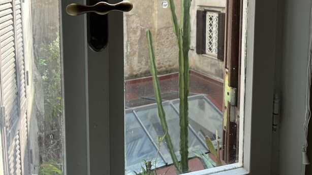 Una ventana con vista a un cactus y un edificio.