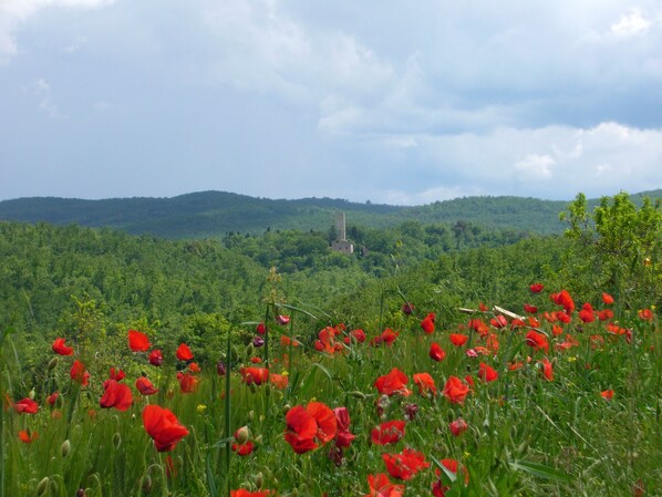 A field of red poppies with a distant building on a hill. - "Torre di Sant'Ansano" Farmhouse (Siena)