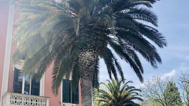 A pink building with a balcony, surrounded by lush greenery and purple flowers.