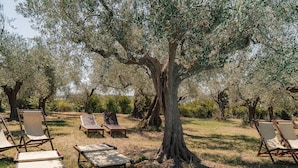An outdoor seating area with wooden lounge chairs and benches under an olive tree.