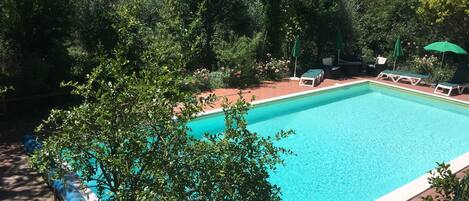 A rectangular swimming pool surrounded by lush greenery and trees.