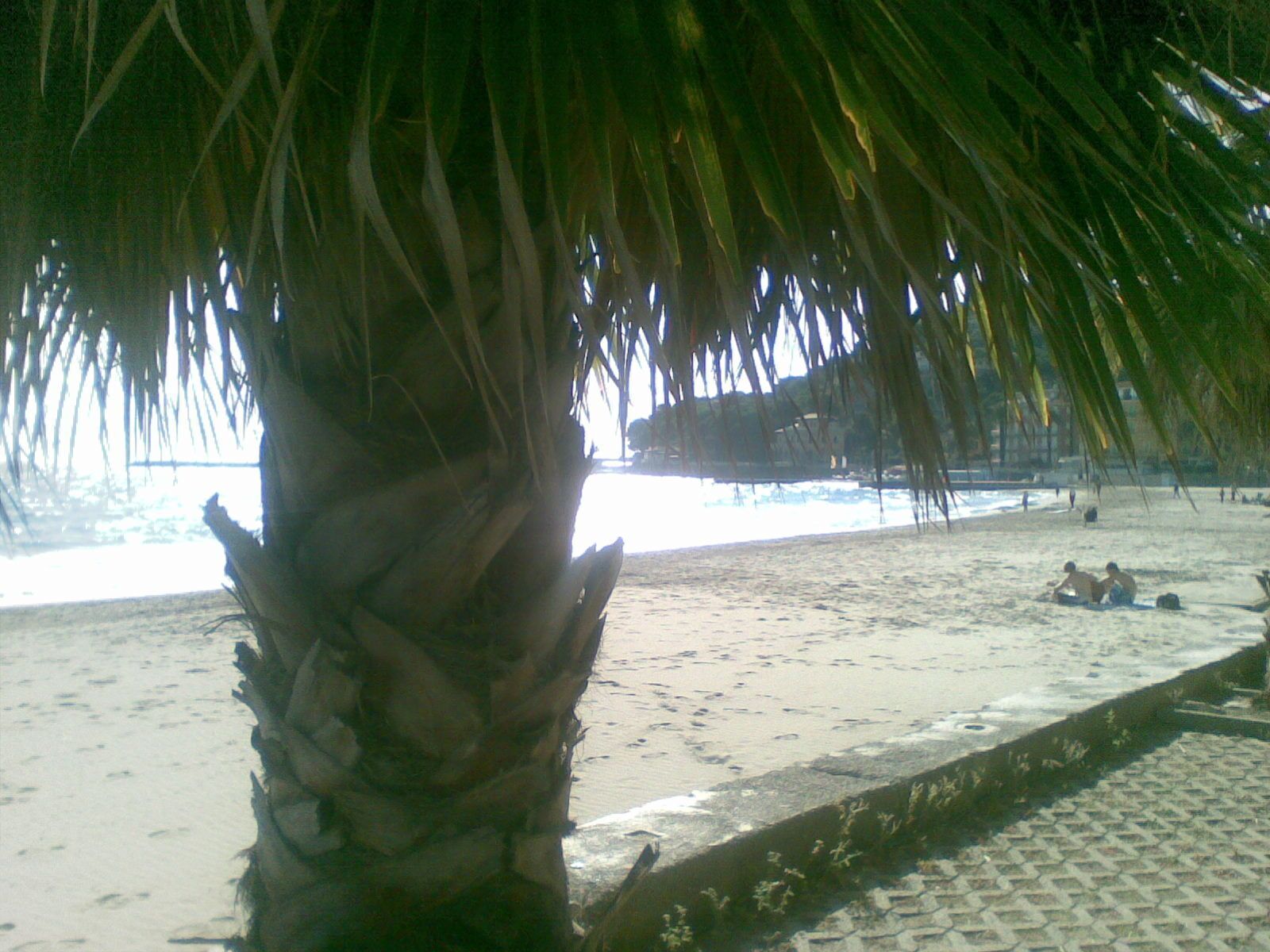 Een strand met een palmboom op de voorgrond en een zandstrand.