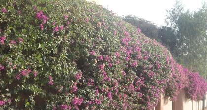 Sanchaba Yellow Apartment - Blaue Suite